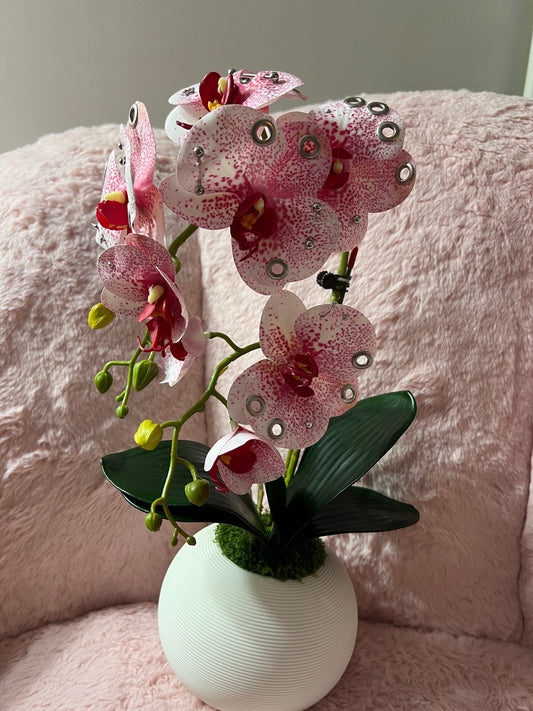 Pierced Potted Orchid